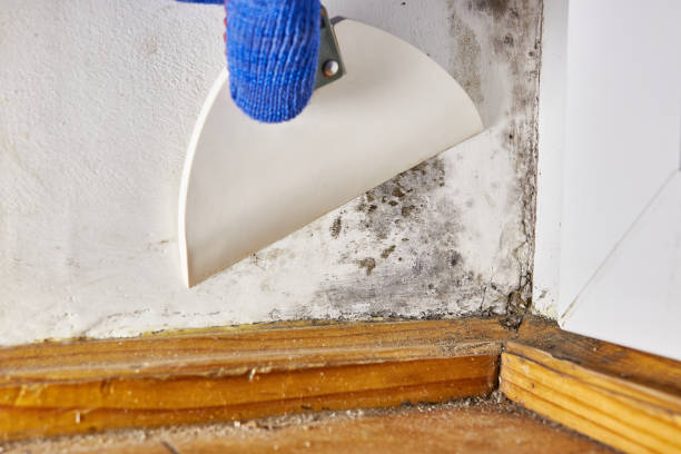 Best Real Estate Mold Inspection  in Rk Forest Village, PA